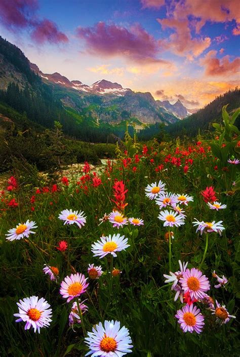 Washington Usa Flowers Mountain Clouds Grass Forest
