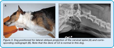 Dog Spine Anatomy Anatomical Charts And Posters