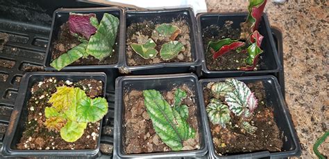 Do I toss soil props if I find Springtails? is it possible to mistaken