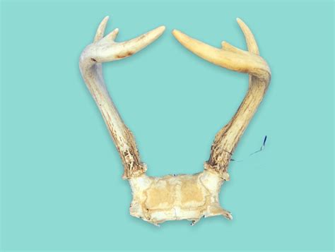 Vintage Deer Bone Antlers Etsy
