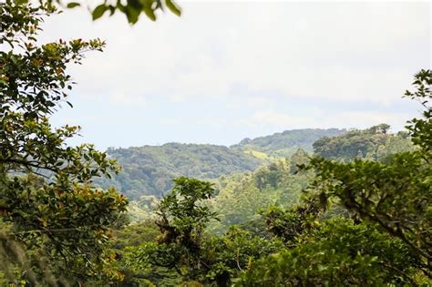 Peaceful Tropical Rainforest View Of Costa Rica Photo Free Download