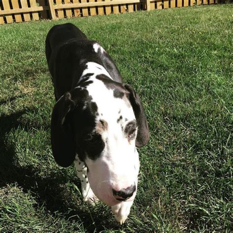 Get great deals on ebay! Great Dane Puppies for Sale in Ohio in Amherst, Ohio ...