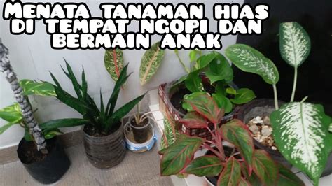 Jika sudah berikanlah jarak antar baris. Menata tanaman hias di tempat ngopi dan bermain anak - YouTube