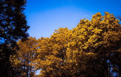 Wallpaper Sky Blue Sun Autumn Forest Trees Leaves Bright Oak