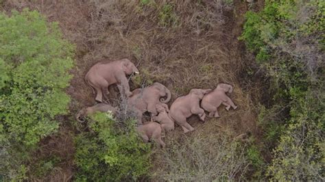 In A Herd Of Elephants Broke Into A Village In Yunnan Province
