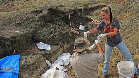 Dinosaur Fossils Kept Secret For Years Show The Day Of Killer Asteroid