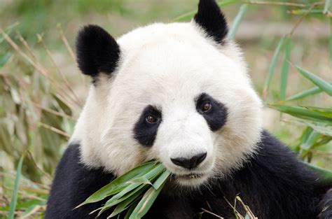 Giant Panda To Be Released Chinese Translation Service