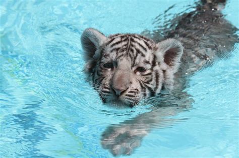 Experience The Majestic Tigers At Dade City Zoo