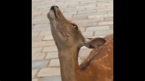 Deer Mating Call Youtube