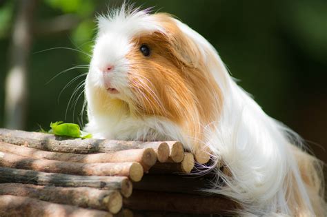 Keeping Your Guinea Pig Outside Zooplus Magazine