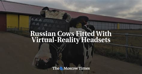 Russian Cows Fitted With Virtual Reality Headsets The Moscow Times