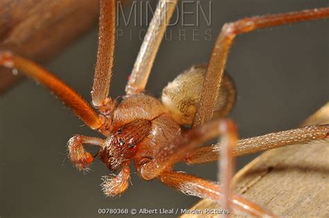 Brown Violin Spider Stock Photo Minden Pictures