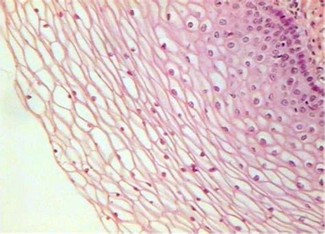 Vagina Epithelium