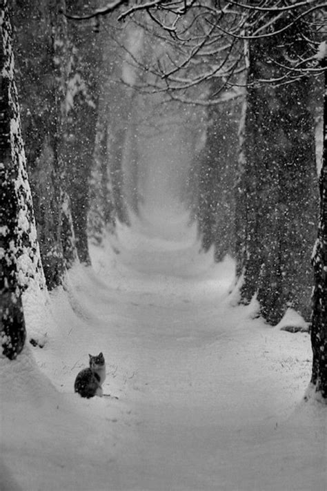 Black And White My Favorite Photo Winter Szenen Winter Magic Winter