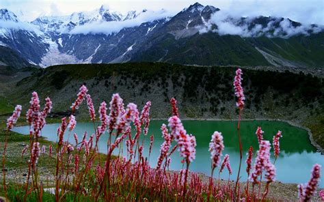 Pakistan Lake Flower Nature Hill Mountain Earth Landscape Wallpaper