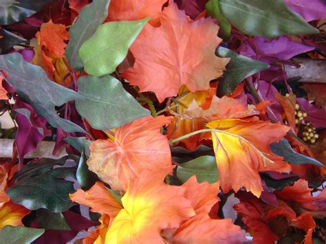 Autumn Colors Free Stock Photo | FreeImages
