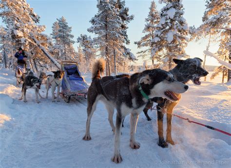 Sled Dogs Barking In The Snowy Forest Wildernesscapes Photography Llc