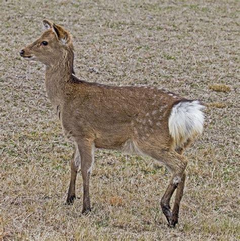 Sika Deer Cervus Nippon Assateague Island National Seash Flickr