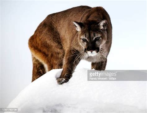 Cougar Canada Photos And Premium High Res Pictures Getty Images