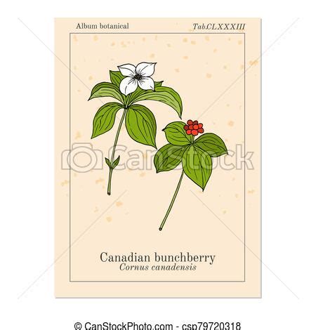 Canadian bunchberry cornus canadensis , medicinal plant. Canadian ...