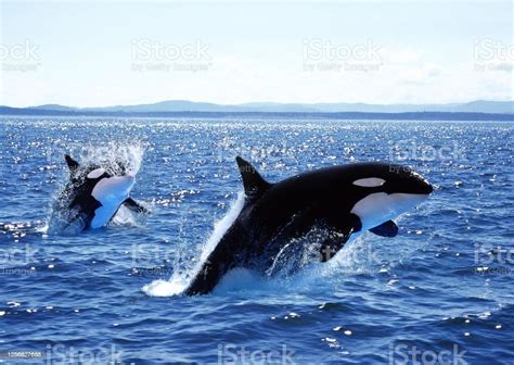 Killer Whale Orcinus Orca Mother And Calf Leaping Canada Stock Photo