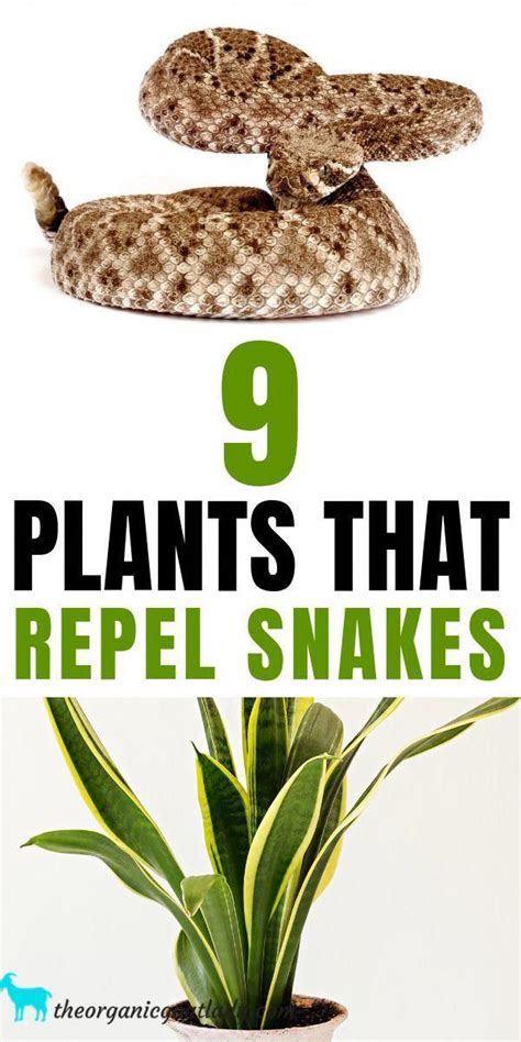 Natural Snake Repellent Keep Snakes Away Natural Pest Control