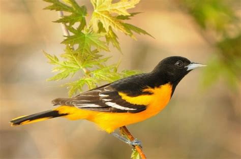 Baltimore Oriole Attracting Birds Birds And Blooms