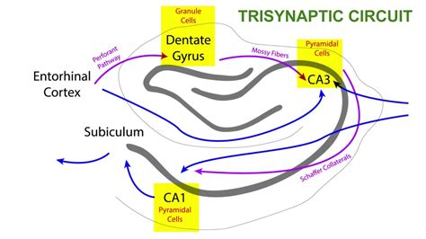 Trisynaptic Circuit Of The Hippocampus Youtube