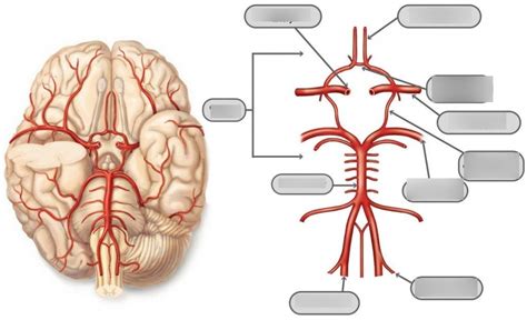 Blood Supply To The Brain Diagram Wiring Diagrams Manual