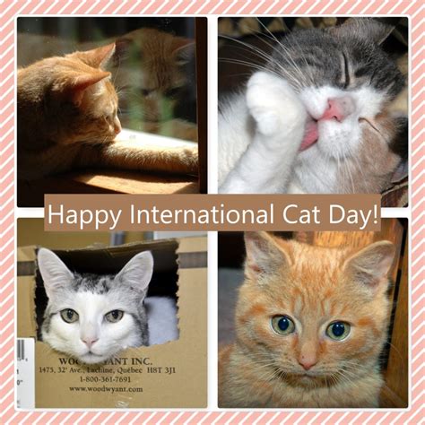 International Cat Day 2022 दुनिया की 5 सबसे