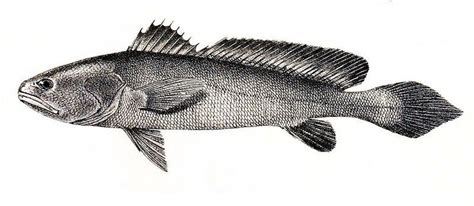 Otolithoides Biauritus Cá Sủ Vàng