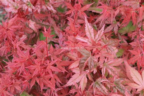 Picture And Description Of Acer Palmatum Johnnies Pink