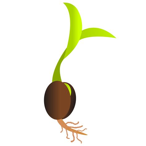 Growth Clipart Bean Plant Growth Bean Plant Transparent Free For