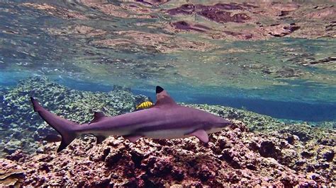 Blacktip Reef Sharks · Local Dive Thailand