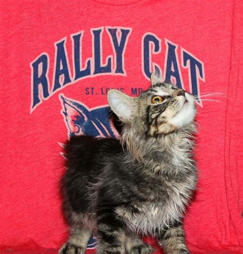 Rally Cat In The Middle Of A Kitty Custody Battle