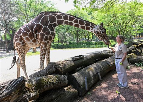 Endangered Giraffe At Brookfield Zoo Is Expecting