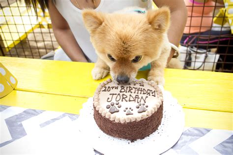 Make it a special one! Party for Dogs - Pawty | Have A Blast With Us | MUTTS ...