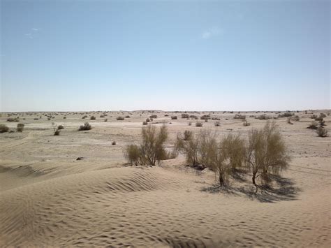 Plants In The Kharan Desert At Washuk District Balochistan Pakistan