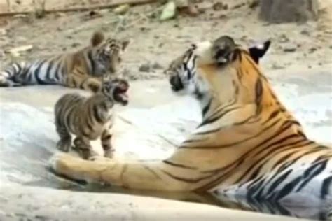 Tigress Tara Spotted With Her Two Cubs At Bandhavgarh Tiger Reserve