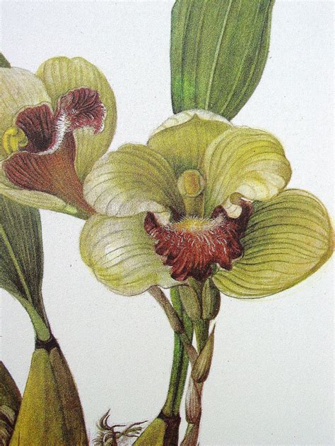 Vintage Botanical Print Orchid Illustration By Goodlookinvintage