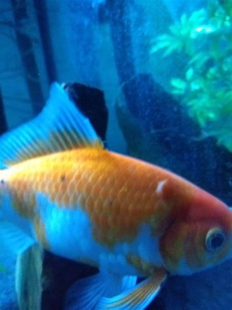 What To Do About A Strange Lump On My Goldfish My Aquarium Club