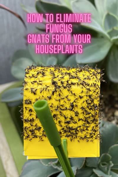 Eliminating Fungus Gnats 3 Easy Steps For Your Houseplants Laptrinhx