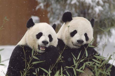 9 Things You Never Wanted To Know About Giant Panda Sex But We Asked