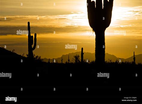 Saguaro Cactus Silhouetted On Morning Sunrise Stock Photo Alamy