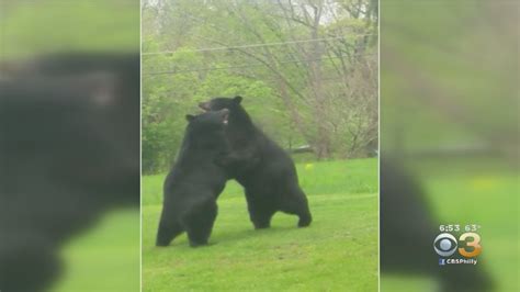 Wild Bear Brawl Outside New Jersey Home Goes Viral Youtube