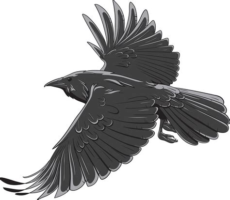 Vector Raven Royalty Free Stock Image Storyblocks