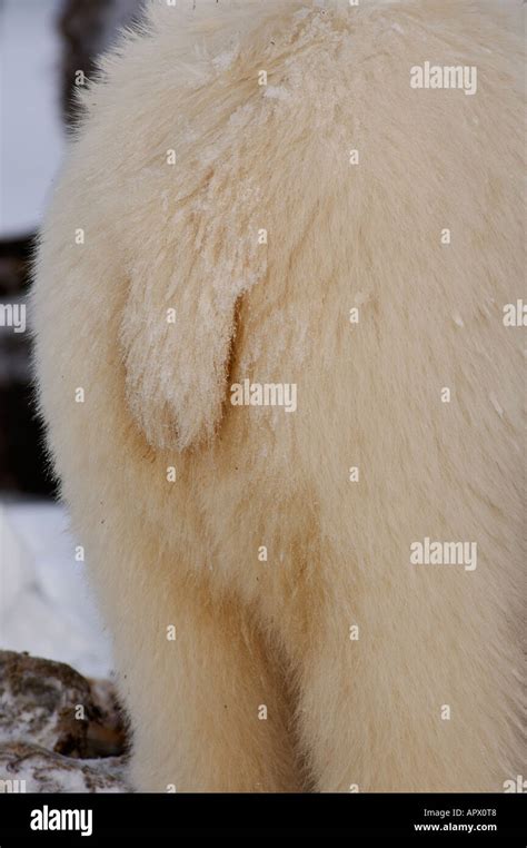 Polar Bear Ursus Maritimus Tail 1002 Coastal Plain Of The Arctic