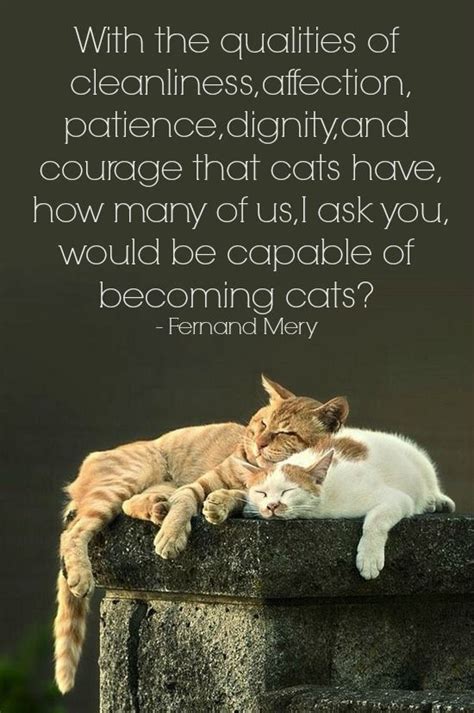 This is a classic story of the friendship between humans and cats. Cat Friend Quotes. QuotesGram