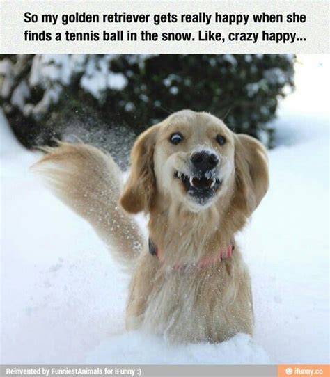 Overly Excited Dog Golden Retriever Dog Memes Excited Dog