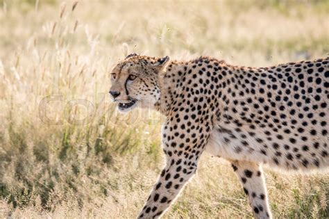 Side Profile Of A Cheetah Stock Image Colourbox